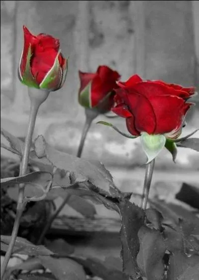 Qui chantait " Mais puisqu'on est lourd, lourd d'amour et de poésie, voilà la sortie de secours", extrait de sa chanson illustrée sur l'image où il ne manque que les orties...