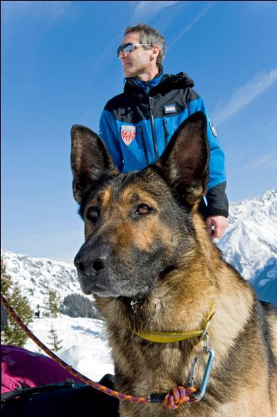 Quelle est la race de ce chien d'avalanche qui accompagne un CRS pour porter secours ?