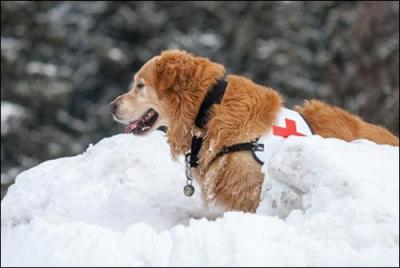 Utile aux secours en montagne, quelle est la race de ce chien d'avalanche ?