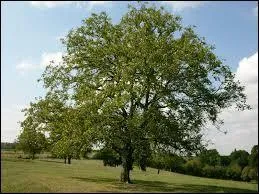 Parmi ces fruits, lequel se récolte en automne ?