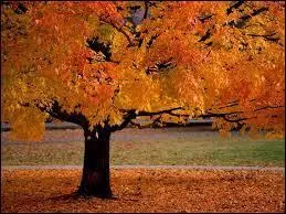 Quel compositeur a créé l'oeuvre musicale appelée "Quatre Saisons" contenant un concerto pour l'automne ?