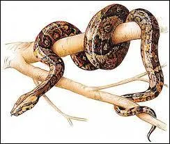 Un boa est une espèce de serpent. C'est aussi le nom...