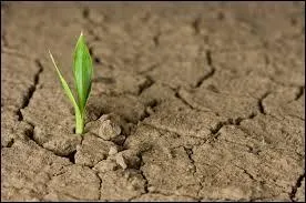 Le sol est la couche superficielle terrestre. C'est aussi...