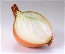 Un oignon est un légume. C'est aussi en médecine le nom...