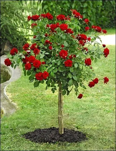 Roue tournant autour d'un axe et portant une courroie ou un câble qui soulève des charges :