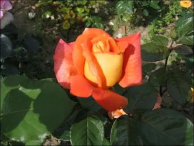 Très sale, très laid, repoussant, écurant, répugnant :