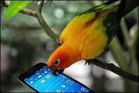 On ne dit plus ''perroquet'' mais...