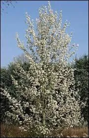 Quel est cet arbre fruitier ?