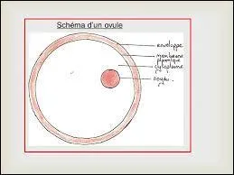 Après combien de temps un ovule humain non fécondé est-il éliminé ?