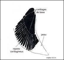 Complétez correctement la phrase. « La nageoire caudale (queue) des poissons se trouve en position , celle des cétacés est . ».