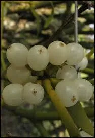 Autrefois, les fruits d'un arbuste étaient utilisés pour fabriquer de la colle. Il s'agit des baies du . .