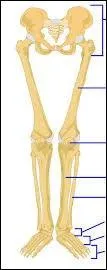 Lequel de ces os se trouve dans les membres inférieurs de l'être humain ?