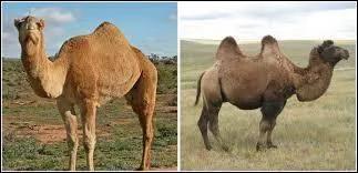 Lequel de ces animaux a deux bosses ?