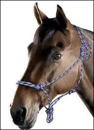 Comment s'appelle cet harnachement ?