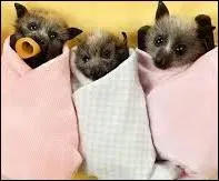 Les espèces de chauves-souris constituent près du quart de toutes les espèces connues de mammifères !