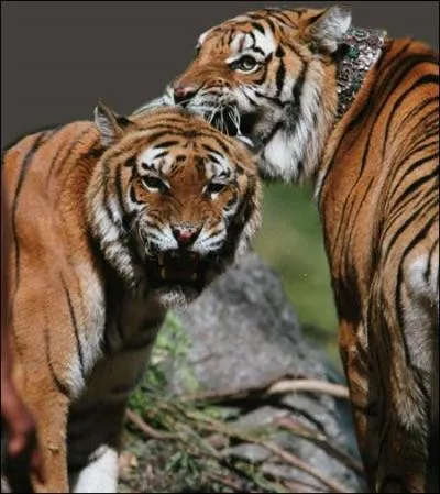 A quel réalisateur français doit-on le film "Deux frères", sorti en 2004 ?