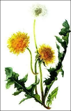 Quelle plante à fleurs jaunes, également appelée dent-de-lion, doit son nom à ses vertus diurétiques ?