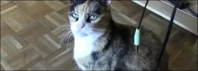 Comment s'appelle le chat de Biloulette ?