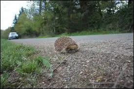 Blague "Paf le hérisson : C'est l'histoire d'un hérisson qui traverse la route."
