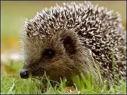 Comment dit-on le mot "hérisson" en anglais ?