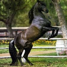 Quiz Chevaux