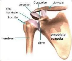 On ne dit plus : ''une omoplate'' mais...