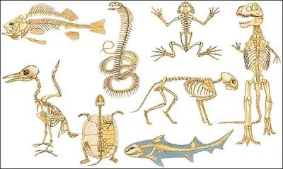 Les oiseaux sont des animaux vert&eacute;br&eacute;s, tout comme...