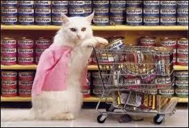 Comment dit-on "chat" en anglais ?