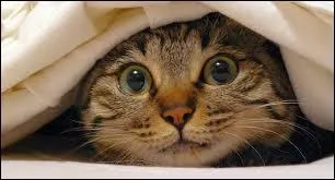 Qui a écrit "Un chat qui aboie" ?