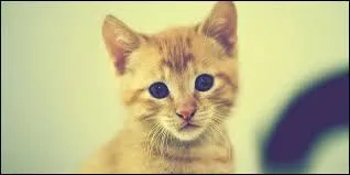 De quel pays "Le Maître chat ou le Chat botté" ne vient-il pas ?