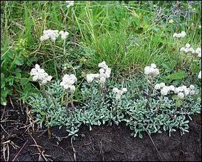 Quand le pied de chat a-t-il été découvert ?