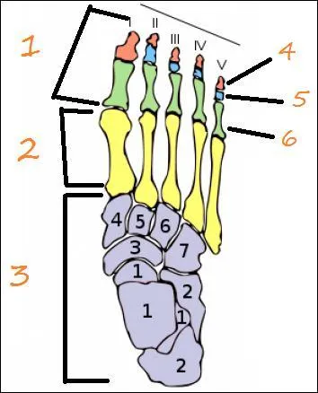 Quel mot correspond au n°5 ?