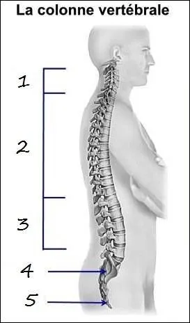 Les os numéro 1 se nomment ...