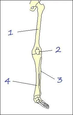 L'os n°4 porte le nom de...