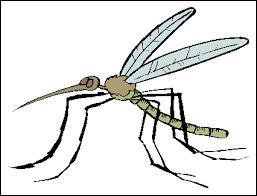 Les moustiques mâles ne piquent jamais les humains.
