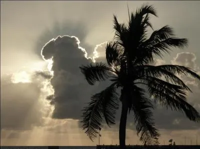 Qui chantait "Dans ce drôle de voyage où les dindes farcies côtoient les oies sauvages, les farines où on se roule ne sont pas animales et devant la vitrine, la foule, pas toujours amicale. Et si on te demande dis-leur d'oublier de m'attendre, ici c'est ailleurs..."