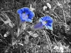 Quel est le nom de ces fleurs sauvages ?