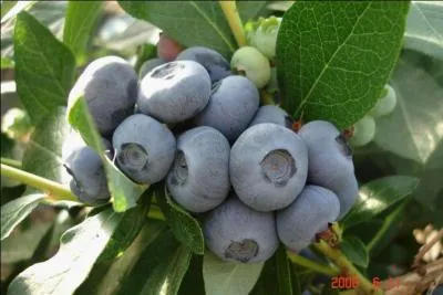 Que sont ces baies sauvages ?