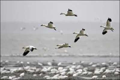 Qui chantait "Par-dessus l'étang, soudain j'ai vu passer les oies sauvages..."