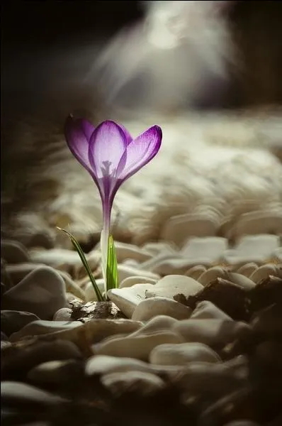 Quel est le nom de cette fleur sauvage qui pousse en montagne à la fonte des neiges, de couleur violette ou blanche ?