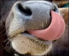 Quand une langue de buf est cuite, que doit-on faire impérativement ?