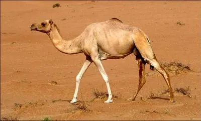 Si vous ne trouvez pas, vous risquez de tousser !