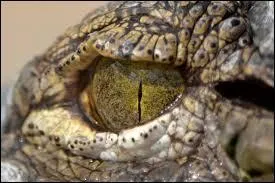 Si vous essuyez un revers sur cette réponse, ça va me faire pleurer !