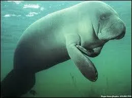 Quel est cet animal ?