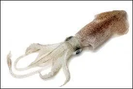 Quel est cet animal ?