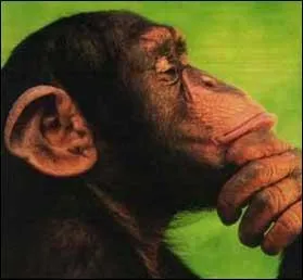 Qui a dit : L'homme descend du singe. Mais moi je l'ai plus souvent vu descendre de l'autobus. ?