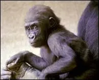 Qui a dit : Il importe peu de descendre du singe ; l'essentiel est de ne pas y remonter. ?