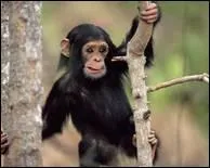 Qui a dit : On ne peut nier que la femme a distancé la guenon plus que l'homme le singe. ?