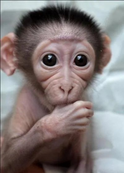 Qui a dit : Si notre Père céleste a inventé l'homme, c'est parce que le singe l'avait déçu. ?