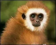 Qui a dit : J'ai trouvé le chaînon manquant entre le singe et l'Homme : c'est nous !  ?